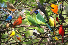 Collage d'Oiseaux