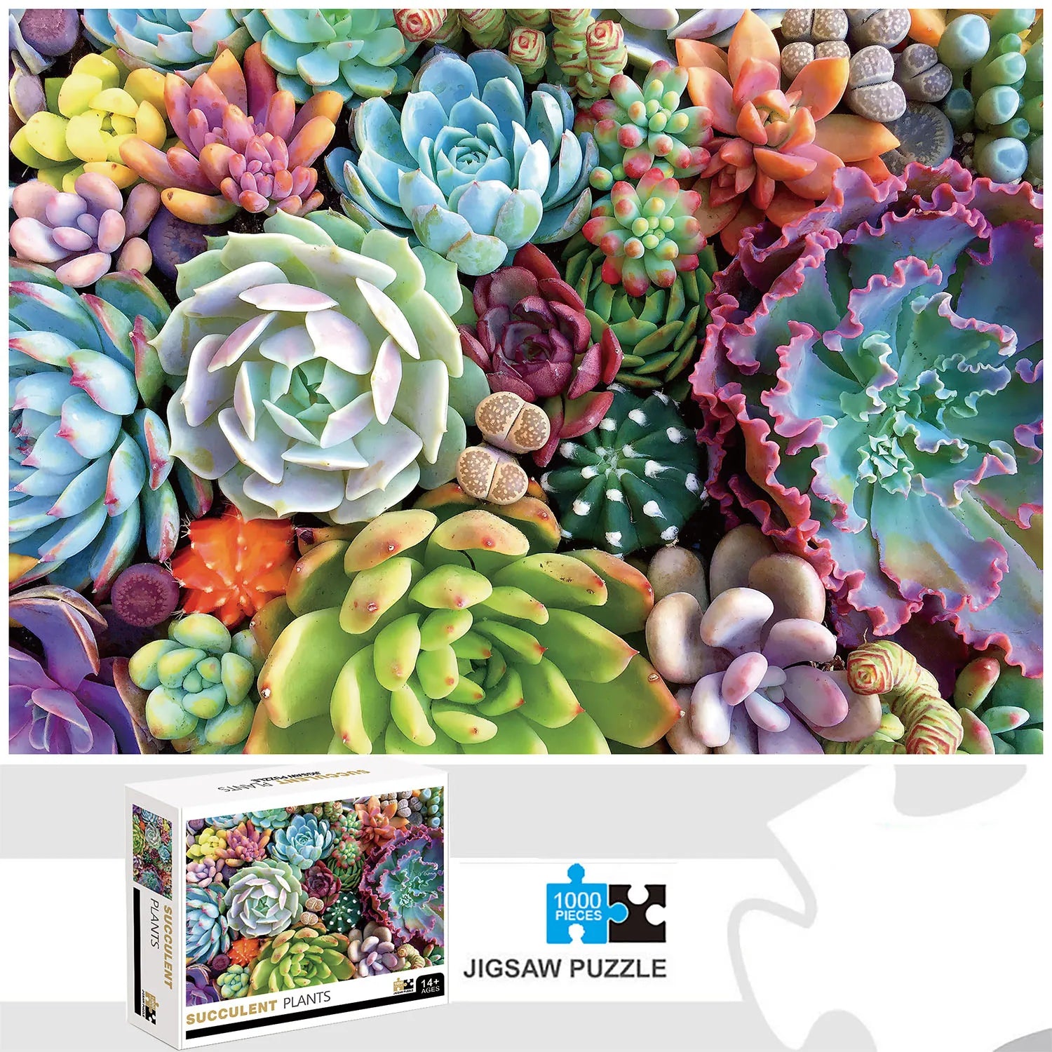 Puzzle Plantes Succulentes — 1000 Pièces