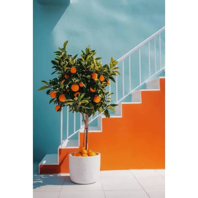 Peinture par Numéros Oranges sur la Table