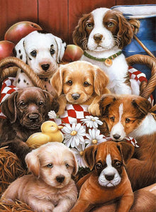 Chiens